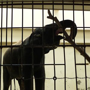 National Zoo - Asian Elephant