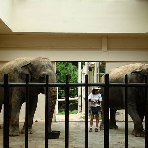 National Zoo - Asian Elephants