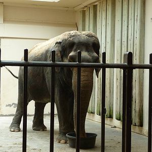 National Zoo - Asian Elephant
