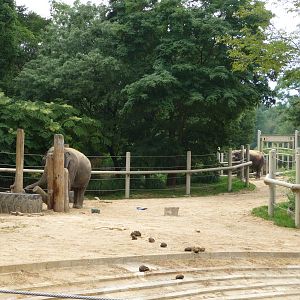 National Zoo - Asian Elephant Yard