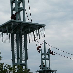 National Zoo - Orangutan O-Line