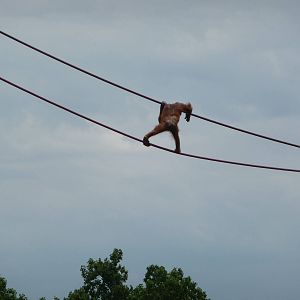 National Zoo - Orangutan O-Line