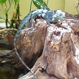 National Zoo - Lizard