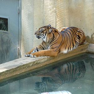 National Zoo - Sumatran Tiger