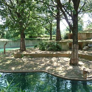 National Zoo - Sumatran Tiger Habitat