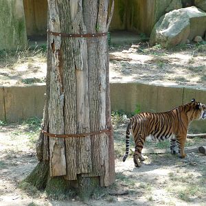 National Zoo - Sumatran Tiger