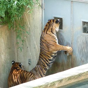 National Zoo - Sumatran Tiger