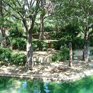 National Zoo - Lion Exhibit