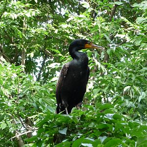 National Zoo - Darter