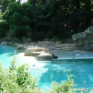 National Zoo - Sea Lion Pool