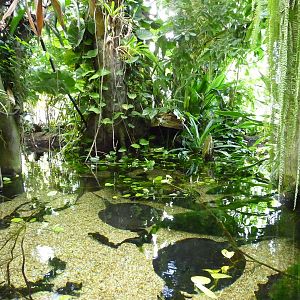 National Zoo - Amazonia rainforest building