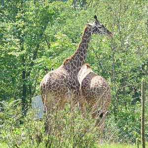 Pittsburgh Zoo - Giraffes