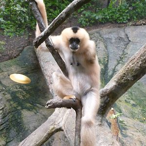 Pittsburgh Zoo - One-armed female gibbon
