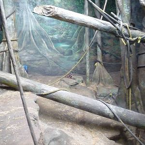 Pittsburgh Zoo - Orangutan exhibit