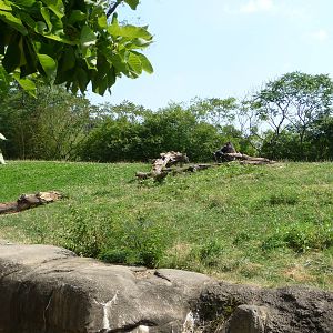 Pittsburgh Zoo - Gorilla Exhibit