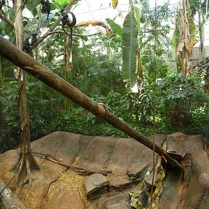 Pittsburgh Zoo - Colobus Monkey Exhibit