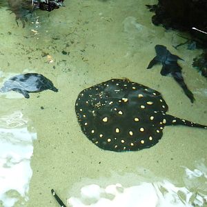 Pittsburgh Zoo - Stingray/Shark/Turtle