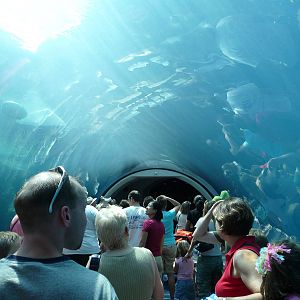 Pittsburgh Zoo - Polar Bear Tunnel