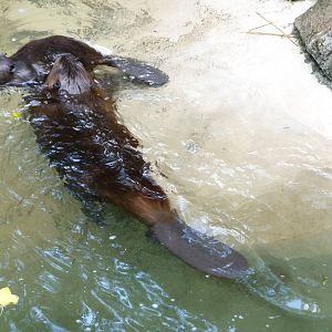 Pittsburgh Zoo - Beavers