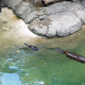 Pittsburgh Zoo - Beavers
