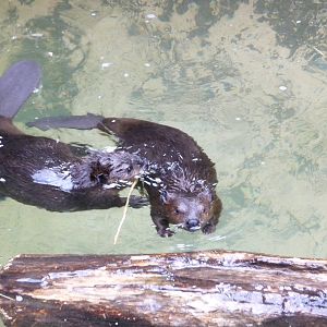Pittsburgh Zoo - Beavers