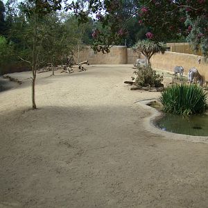 Grevy's Zebra exhibit at the Los Angeles Zoo