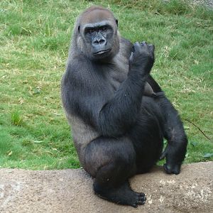 Western Lowland Gorilla at the Los Angeles Zoo