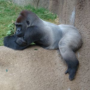 Western Lowland Gorilla at the Los Angeles Zoo