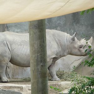 Columbus Zoo - Black rhino