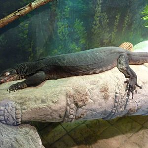 Columbus Zoo - Water monitor