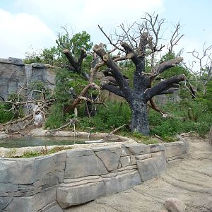 Columbus Zoo - Sun Bear Exhibit