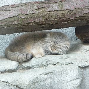 Columbus Zoo - Pallas' Cat