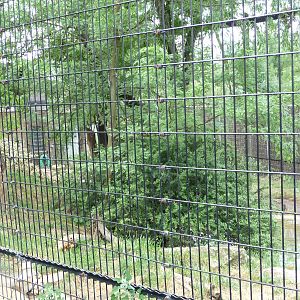Columbus Zoo - Lion Exhibit