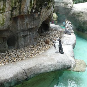 Columbus Zoo - Penguins
