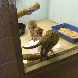 Columbus Zoo - Baby fishing cats