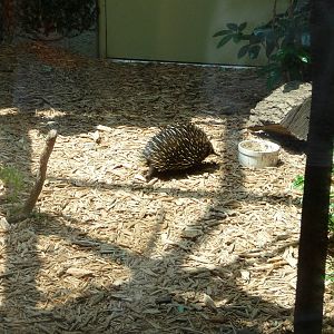 Columbus Zoo - Echidna