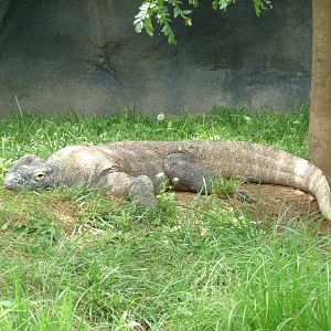 Columbus Zoo - Komodo Dragon