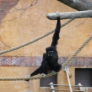 Columbus Zoo - White-handed Gibbon
