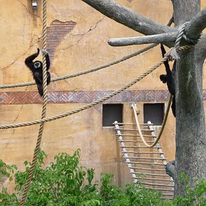 Columbus Zoo - Gibbon Island