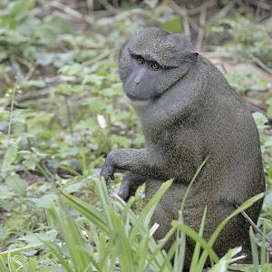 Allen's swamp monkey at Paignton