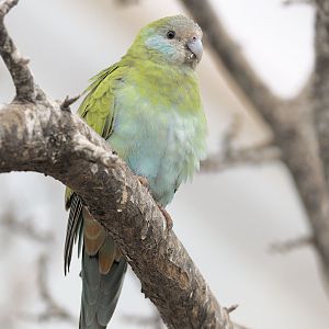 Female hooded parakeet at Paignton