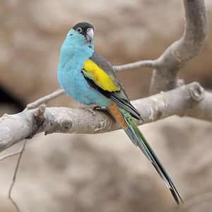 Male hooded parakeet at Paignton