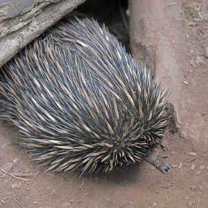 Short-beaked echidna at Paignton