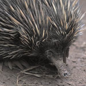 Short-beaked echidna