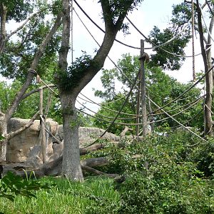 Columbus Zoo - Bonobo Exhibit