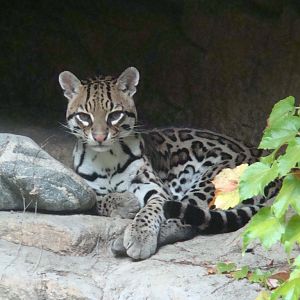 Ocelot at the Los Angeles Zoo