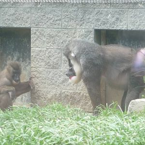 Columbus Zoo - Drills