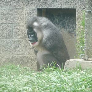 Columbus Zoo - Drill