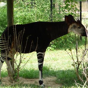 Columbus Zoo - Okapi
