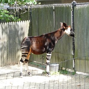 Columbus Zoo - Okapi